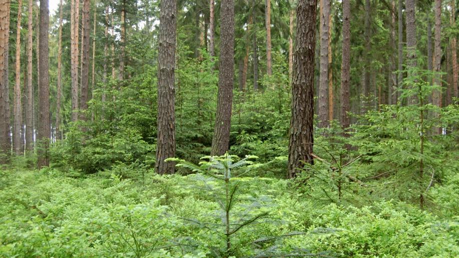 Slovenská borovice lesní roste v Čechách hůře než ta česká