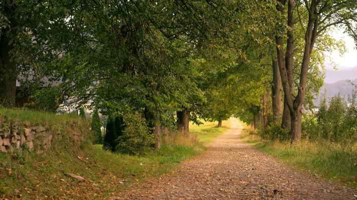 Začalo hlasování v anketě Alej roku. Zvítězit může jen jedna z 62 adeptek Začalo hlasování v anketě Alej roku. Zvítězit může jen jedna z 62 adeptek