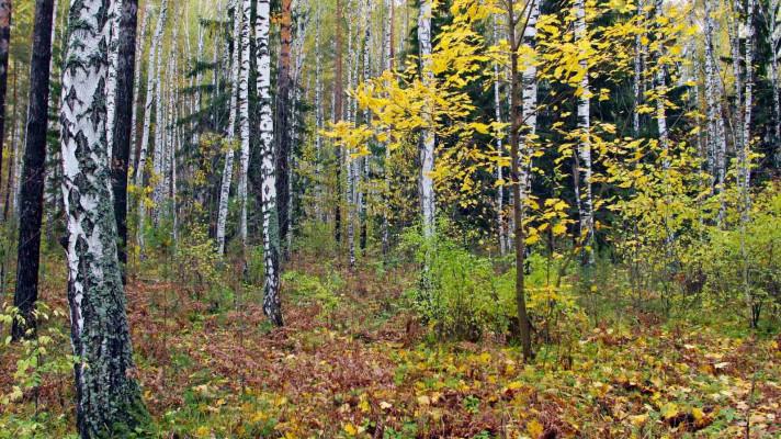 O produkci a meliorační vlastnosti břízy je stále větší zájem O produkci a meliorační vlastnosti břízy je stále větší zájem