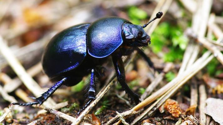 Vědci zmapovali 12 tisíc starých stromů v jihomoravských luzích, našli při tom vzácné brouky Vědci zmapovali 12 tisíc starých stromů v jihomoravských luzích, našli při tom vzácné brouky