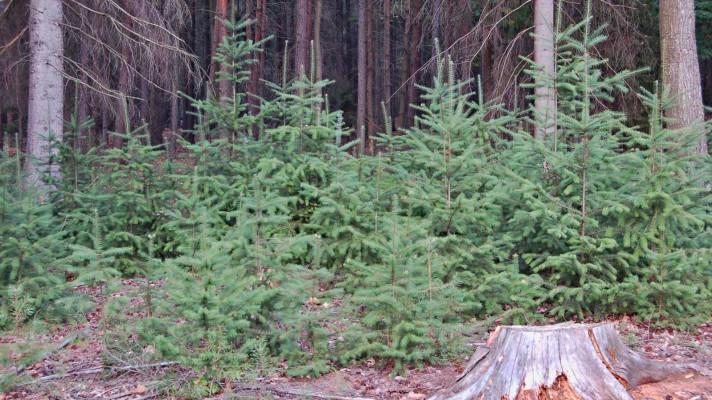 Pokus s hnojením malých douglasek prokázal příznivé účinky Pokus s hnojením malých douglasek prokázal příznivé účinky