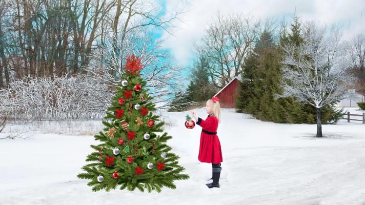 Pražští lesníci prodávají vánoční jedličky v květináčích Pražští lesníci prodávají vánoční jedličky v květináčích