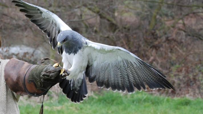 Klub sokolníků odchová 500 dravců ročně, problém má s jestřáby Klub sokolníků odchová 500 dravců ročně, problém má s jestřáby