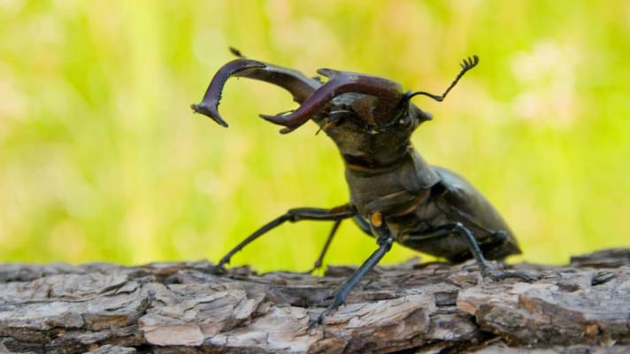 Z Moravské Amazonie mizí staré stromy a s nimi i přírodní rozmanitost naší země Z Moravské Amazonie mizí staré stromy a s nimi i přírodní rozmanitost naší země