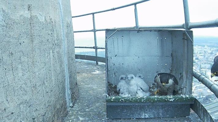 ŠKODA AUTO má novou dominantu: komín s hnízdem sokolů ŠKODA AUTO má novou dominantu: komín s hnízdem sokolů