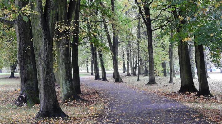 Sedmý ročník ankety Alej roku má zatím patnáct nominací Sedmý ročník ankety Alej roku má zatím patnáct nominací
