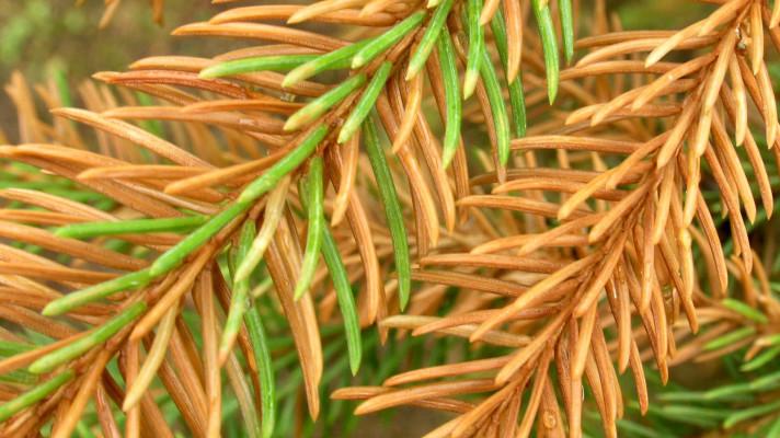 Poškození vegetace fluorem a jeho sloučeninami Poškození vegetace fluorem a jeho sloučeninami