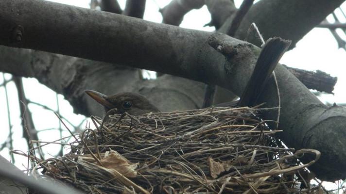 Za zbytečné kácení stromů hrozí s koncem vegetačního klidu sankce Za zbytečné kácení stromů hrozí s koncem vegetačního klidu sankce