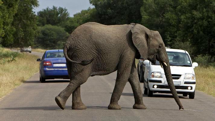 Počet střetů vozidel s lesní zvěří loni stoupl o 15 procent Počet střetů vozidel s lesní zvěří loni stoupl o 15 procent