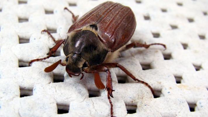 Lesy se chystají na rojení chroustů u Bzence, má být velmi silné Lesy se chystají na rojení chroustů u Bzence, má být velmi silné