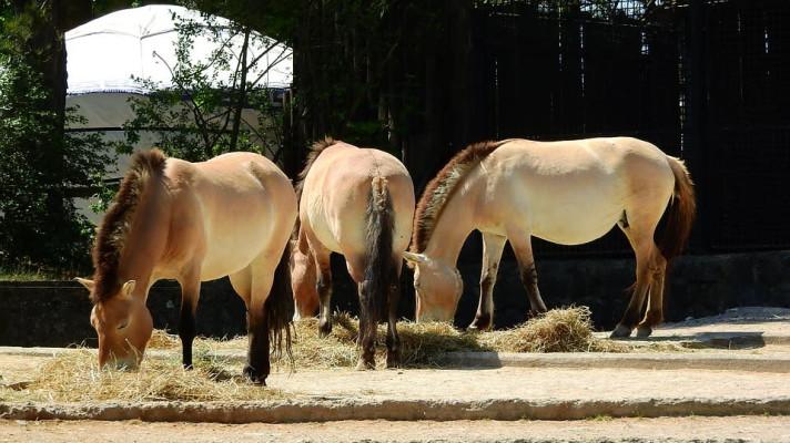 Praha podpoří projekty na ochranu ohrožených druhů zvířat Praha podpoří projekty na ochranu ohrožených druhů zvířat