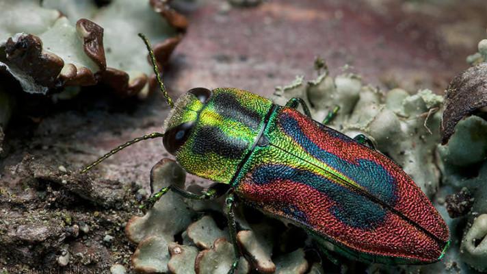 Vzácné druhy rostlin a živočichů jsou i v Praze Vzácné druhy rostlin a živočichů jsou i v Praze
