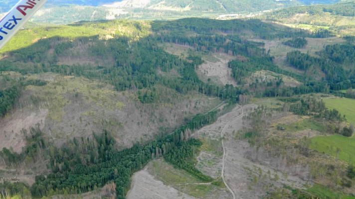 Deštivé počasí a včasné zpracování napadených stromů může kůrovce zbrzdit Deštivé počasí a včasné zpracování napadených stromů může kůrovce zbrzdit