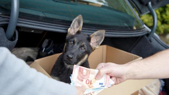 Illegal trade in companion animals Illegal trade in companion animals