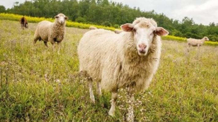 Prodlouženy termíny příjmu žádostí u 51. a 110. výzvy Prodlouženy termíny příjmu žádostí u 51. a 110. výzvy