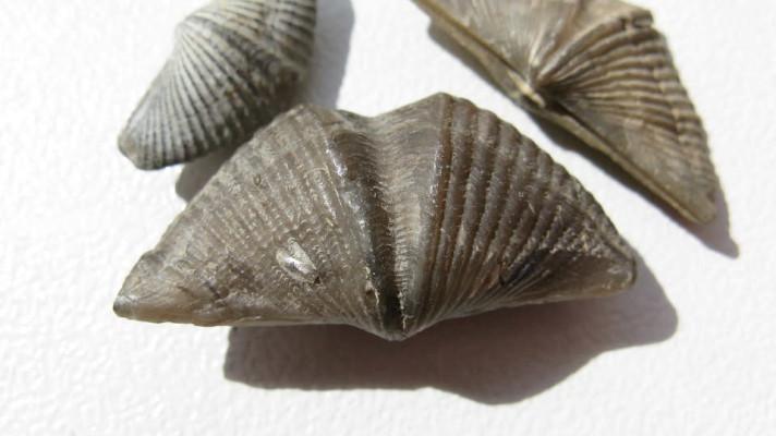 Dekódování fosilií přispěje k pochopení změn klimatu Dekódování fosilií přispěje k pochopení změn klimatu