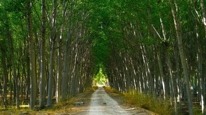 Topolářská komise České republiky, z.s. Topolářská komise České republiky, z.s.
