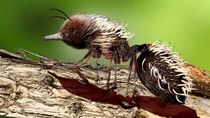 Výstava ve zlínském muzeu představuje zbraně zvířat a rostlin Výstava ve zlínském muzeu představuje zbraně zvířat a rostlin