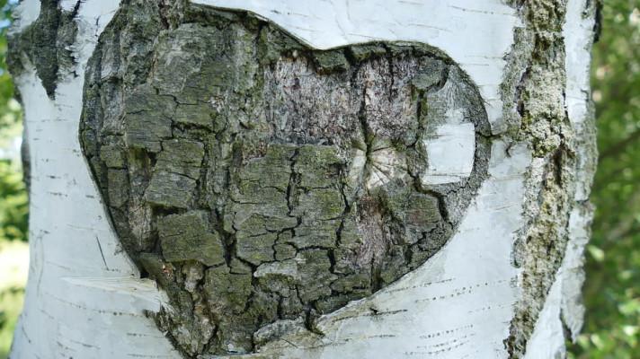 Holiny v lesích na Bruntálsku má zaplnit bříza Holiny v lesích na Bruntálsku má zaplnit bříza