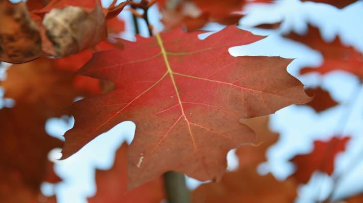 Skrytá hrozba: za nárůstem podílu listnáčů v českých lesích jsou často nebezpečné invazní druhy, varují vědci Skrytá hrozba: za nárůstem podílu listnáčů v českých lesích jsou často nebezpečné invazní druhy, varují vědci
