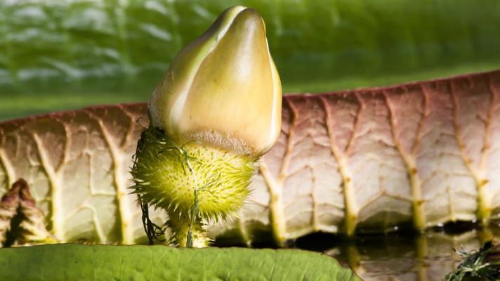 V Olomouci po roce vykvetl největší druh leknínu na světě V Olomouci po roce vykvetl největší druh leknínu na světě