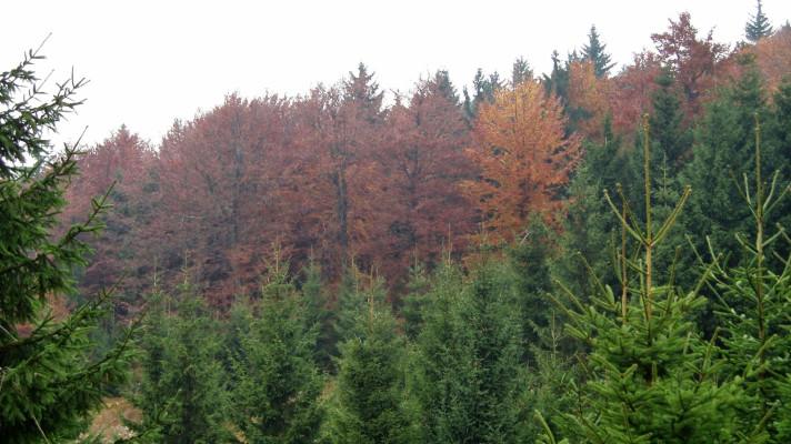 Umí mladé smrky zvládnout bez újmy období největšího sucha? Umí mladé smrky zvládnout bez újmy období největšího sucha?
