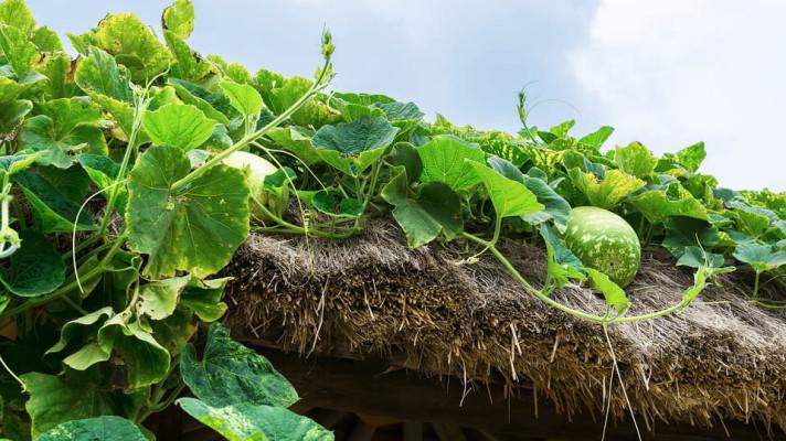 Plocha nově dokončených zelených střech v ČR vzrostla o polovinu Plocha nově dokončených zelených střech v ČR vzrostla o polovinu