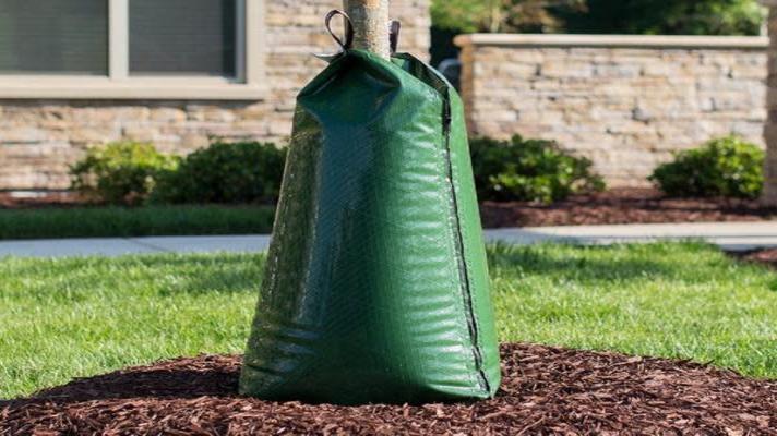 Strakonice koupily zavlažovací vaky, aby mladé dřeviny přežily Strakonice koupily zavlažovací vaky, aby mladé dřeviny přežily