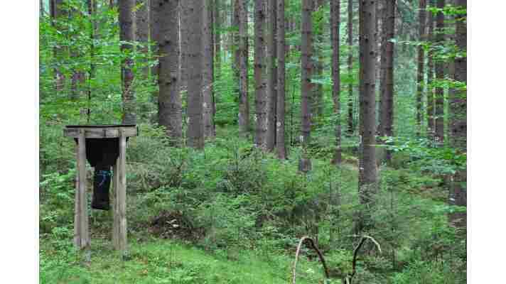 Co nejzajímavějšího přináší lesnická věda Co nejzajímavějšího přináší lesnická věda