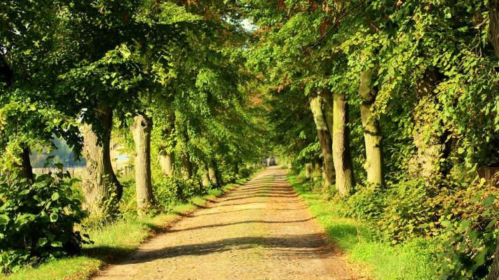 Hlasování v anketě Alej roku začalo. Zvítězit může jen jedna z 92 adeptek Hlasování v anketě Alej roku začalo. Zvítězit může jen jedna z 92 adeptek