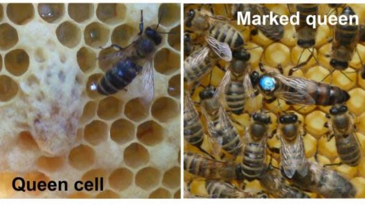 Další vítězství pro ČR v mezinárodní soutěži Quarry Life Award! Další vítězství pro ČR v mezinárodní soutěži Quarry Life Award!