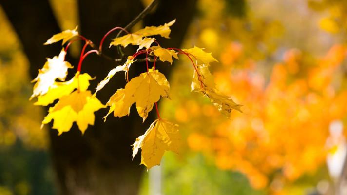 Jak na kácení stromů? Jak na kácení stromů?