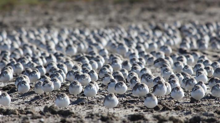 Český ornitolog na titulní straně časopisu Science: Změna klimatu zásadně zvyšuje počet predátorů hnízd bahňáků Český ornitolog na titulní straně časopisu Science: Změna klimatu zásadně zvyšuje počet predátorů hnízd bahňáků