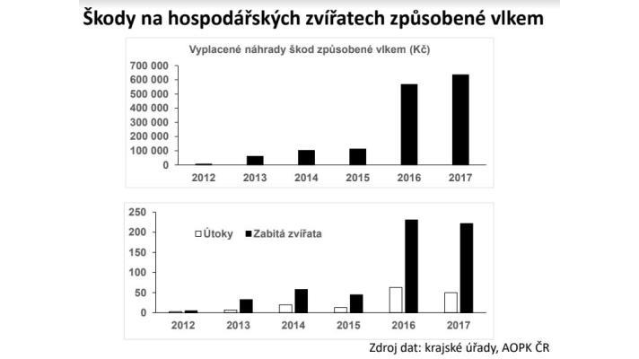 Nejčastějším terčem útoků velkých šelem v Evropě jsou ovce. U nás počet zvířat zabitých vlky loni nevzrostl Nejčastějším terčem útoků velkých šelem v Evropě jsou ovce. U nás počet zvířat zabitých vlky loni nevzrostl