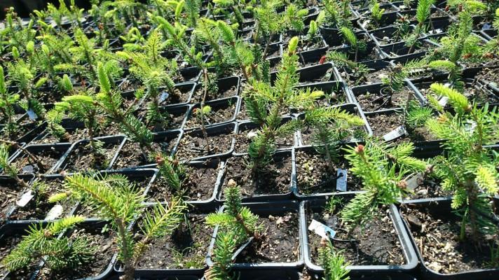 Potomci původní populace smrku mají šanci na návrat do Krušných hor Potomci původní populace smrku mají šanci na návrat do Krušných hor