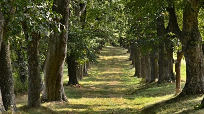 Nejkrásnější fotografií ankety Alej roku je snímek aleje u Malčína na Vysočině Nejkrásnější fotografií ankety Alej roku je snímek aleje u Malčína na Vysočině