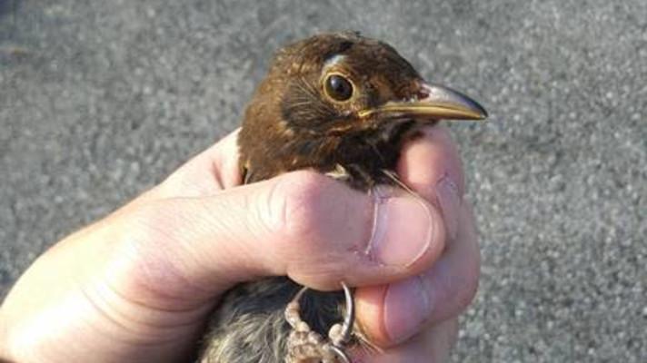 Za hromadné úhyny kosů v loňském roce je zodpovědný virus Usutu Za hromadné úhyny kosů v loňském roce je zodpovědný virus Usutu