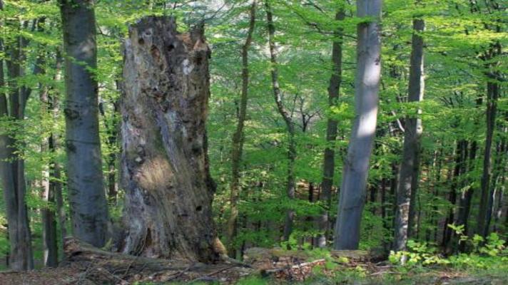 700 milionů korun pro ochranu přírody a krajiny 700 milionů korun pro ochranu přírody a krajiny