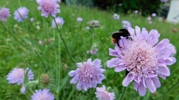 Městské trávníky mohou rozkvést i v Českých Budějovicích Městské trávníky mohou rozkvést i v Českých Budějovicích