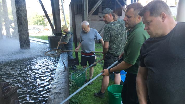 Rybáři provedli záchranný odlov ryb z chladicích věží v huti Rybáři provedli záchranný odlov ryb z chladicích věží v huti