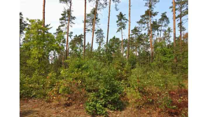 Přeměna borových monokultur zajistí vyšší stabilitu i odolnost vůči škůdcům Přeměna borových monokultur zajistí vyšší stabilitu i odolnost vůči škůdcům