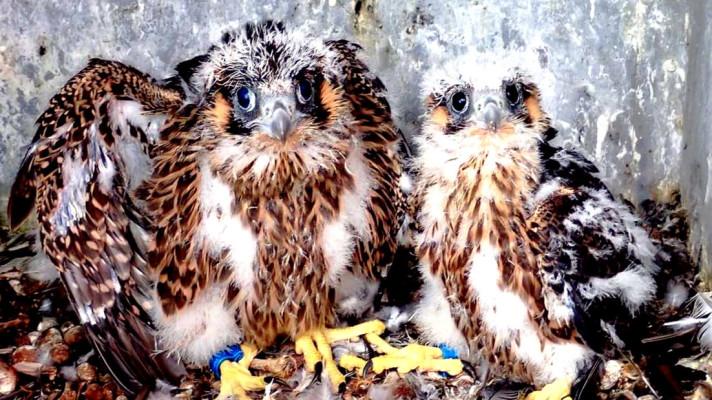 Na elektrárnách ČEZ se letos vylíhlo 17 sokolů Na elektrárnách ČEZ se letos vylíhlo 17 sokolů