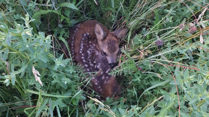 Při předcházení škod zvěří a na zvěři je klíčová spolupráce myslivců a zemědělců Při předcházení škod zvěří a na zvěři je klíčová spolupráce myslivců a zemědělců