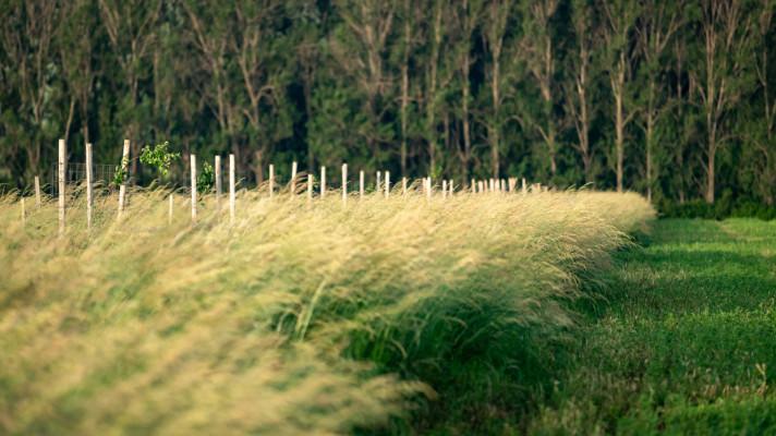 Projekt obnovy krajiny jižní Moravy soutěží v Adapterra Awards Projekt obnovy krajiny jižní Moravy soutěží v Adapterra Awards