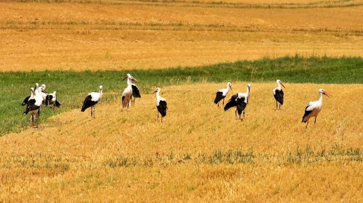 Na střední Moravu se slétají obří hejna čápů, kvůli hrabošům Na střední Moravu se slétají obří hejna čápů, kvůli hrabošům