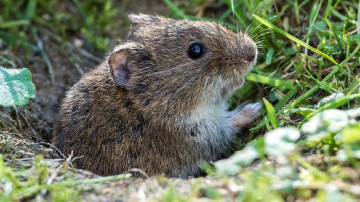 Stanovisko MŽP k jednání odborníků k povolení plošné aplikace přípravku Stutox II na zemědělskou půdu Stanovisko MŽP k jednání odborníků k povolení plošné aplikace přípravku Stutox II na zemědělskou půdu