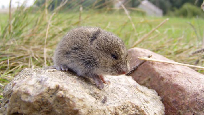 Vyjádření MŽP k řešení kalamity hraboše Vyjádření MŽP k řešení kalamity hraboše