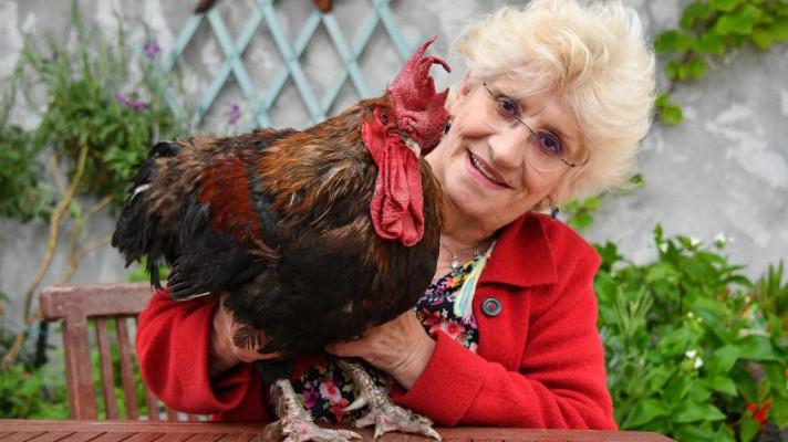 Kohout Maurice smí dál kokrhat, rozhodl soud ve Francii Kohout Maurice smí dál kokrhat, rozhodl soud ve Francii