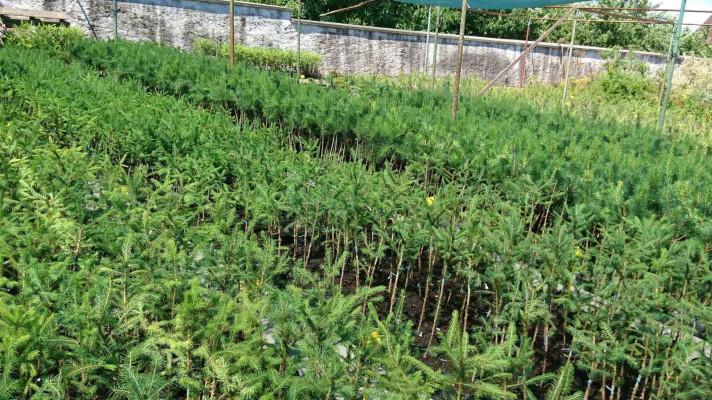 Díky vegetativnímu množení mohou být staré smrky cenným zdrojem odolných lesů Díky vegetativnímu množení mohou být staré smrky cenným zdrojem odolných lesů