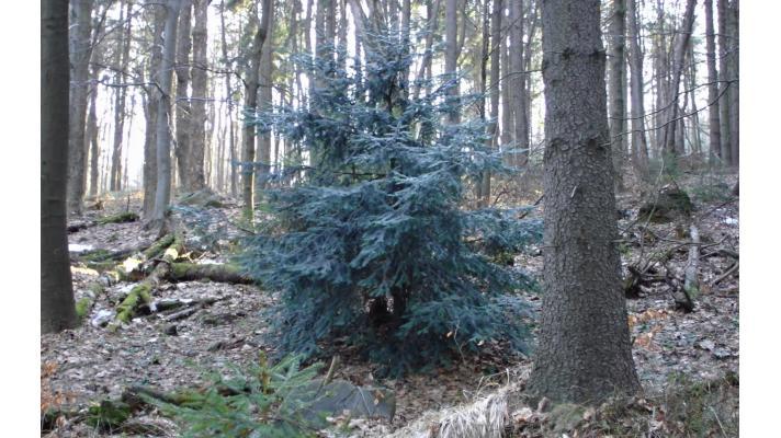 Výzkum a záchrana genofondu tisu červeného v Lužických horách Výzkum a záchrana genofondu tisu červeného v Lužických horách